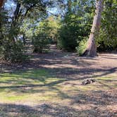 Review photo of Henry Cowell Redwoods State Park Campground by Julie B., October 12, 2022