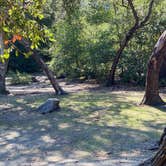 Review photo of Henry Cowell Redwoods State Park Campground by Julie B., October 12, 2022