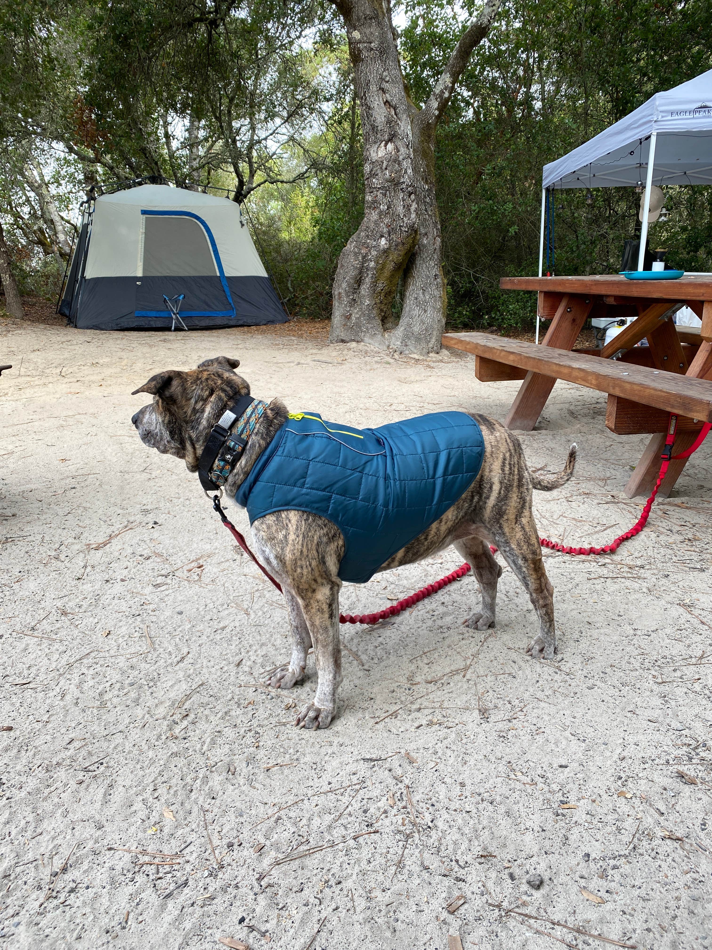Julie B.'s photo at Henry Cowell Redwoods State Park Campground near Santa Cruz, CA