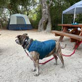 Review photo of Henry Cowell Redwoods State Park Campground by Julie B., October 12, 2022