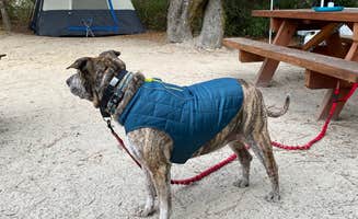 Julie B.'s photo of camping with pets at Henry Cowell Redwoods State Park Campground near Mount Hamilton, CA