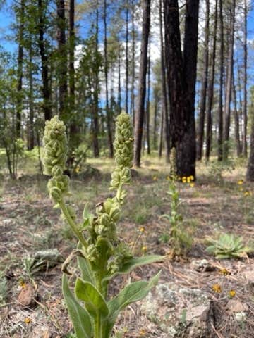 Camper-submitted photo at FR 240 Dispersed Camping near Camp Verde, AZ