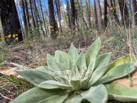 Camper-submitted photo at FR 240 Dispersed Camping near Camp Verde, AZ