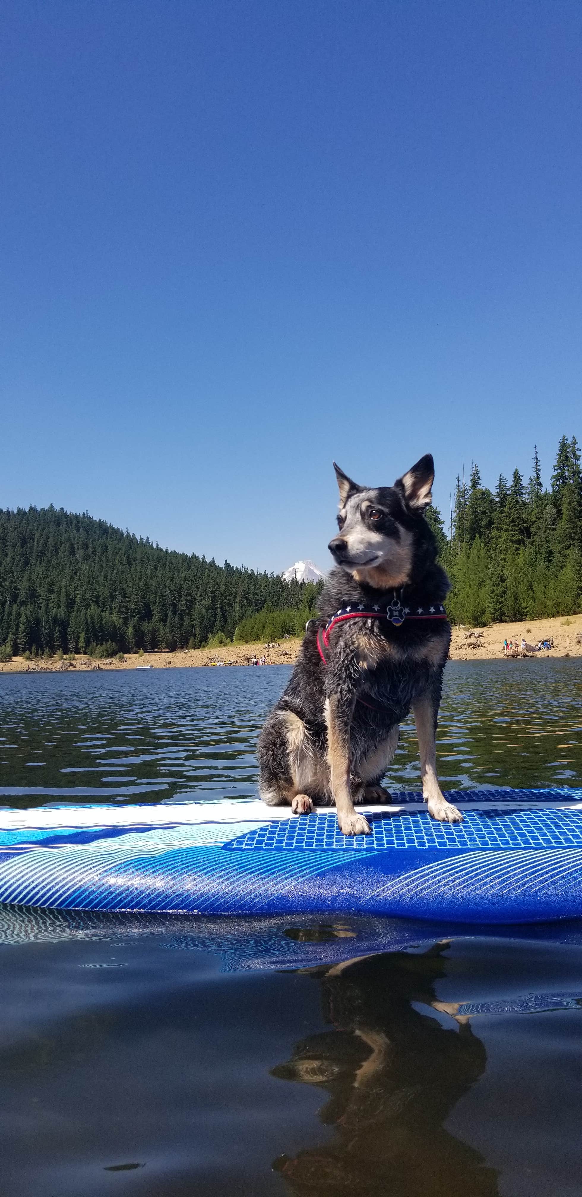 Jasmine V.'s photo of camping with pets at Clear Lake Campground near Government Camp, OR