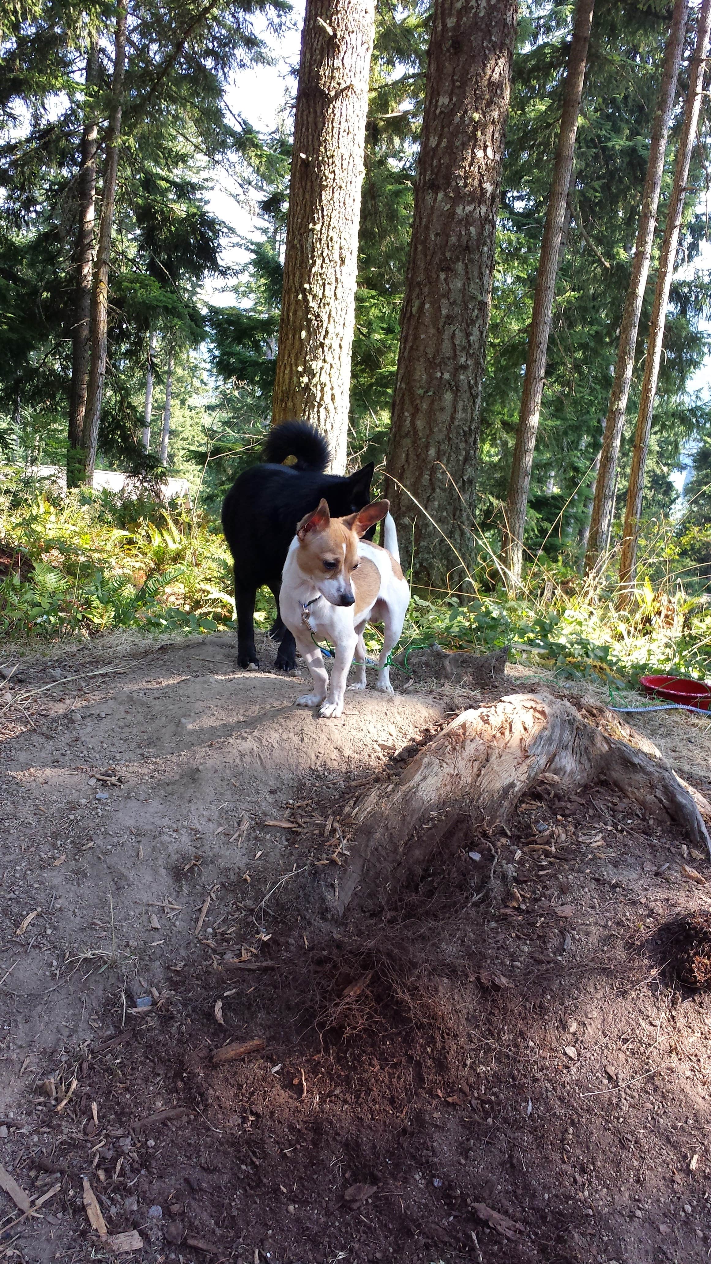 Chandra J.'s photo of camping with pets at Alder Lake Park near Elbe, WA