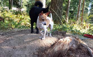 Chandra J.'s photo of camping with pets at Alder Lake Park near Onalaska, WA