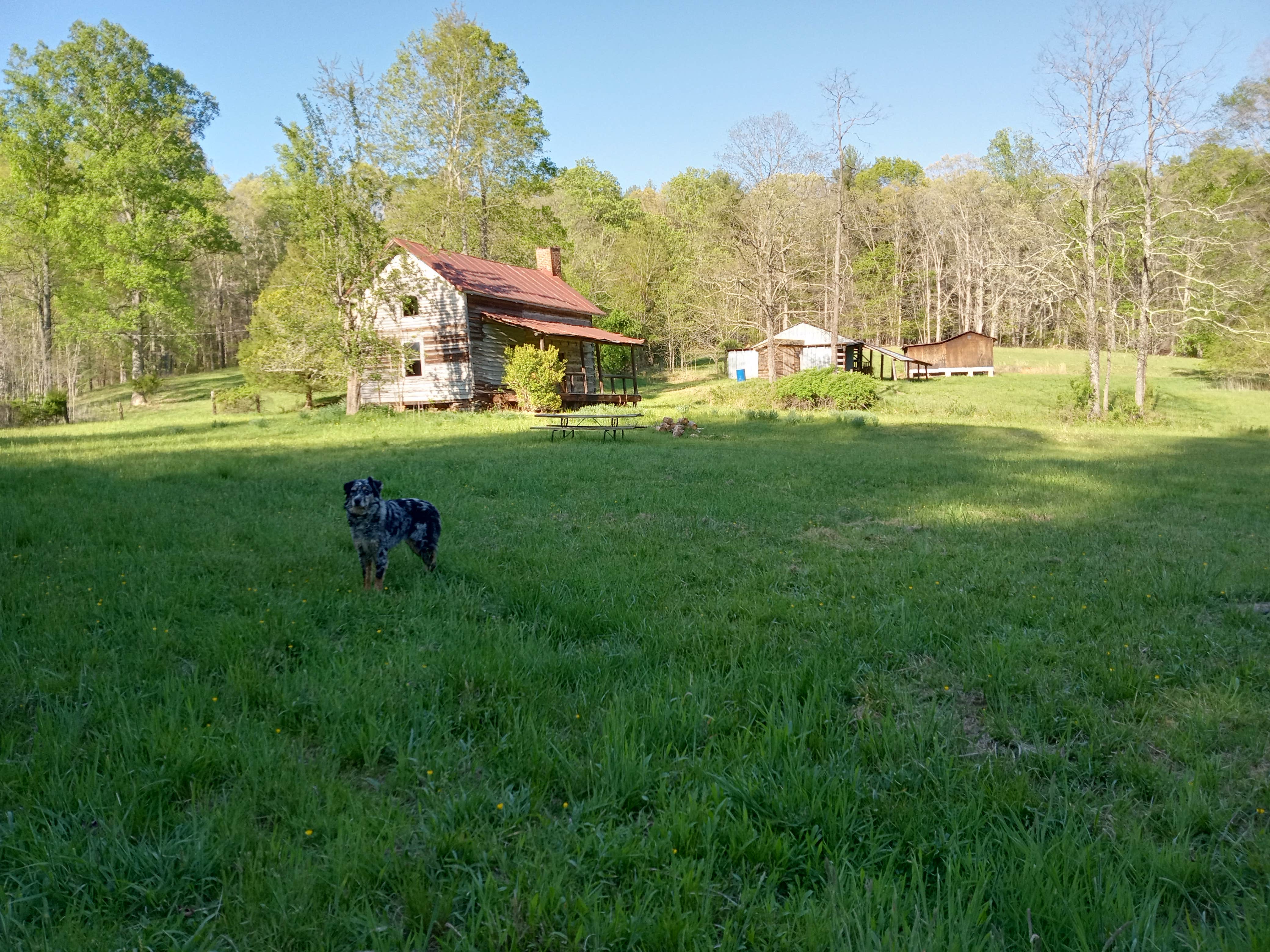 Virginia K.'s photo of camping with pets at Labhaoise Camp and Hunt Club near Germanton, NC