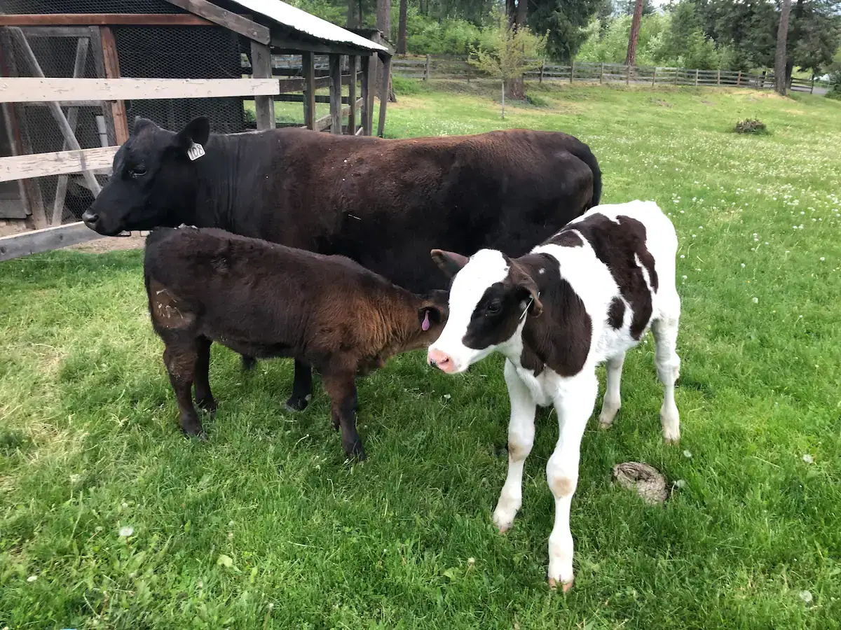 Camper-submitted photo at Amongst The Pines near Newman Lake, WA