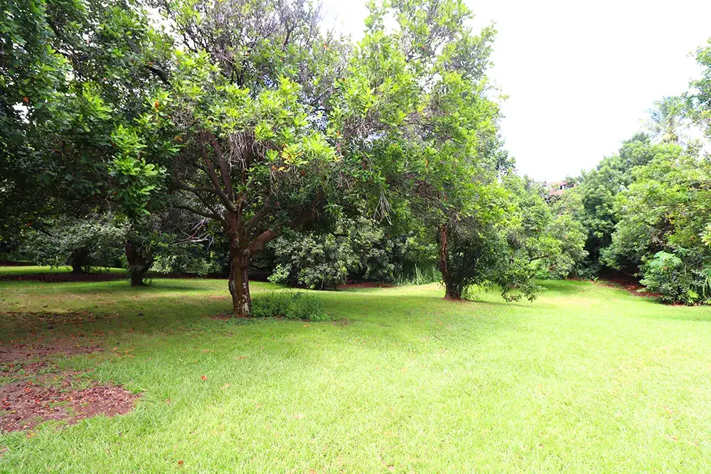 Camping near JoesNuts.com: Hawaii’s Best Dyrt, Hawaii Volcanoes National Park, Hawaii