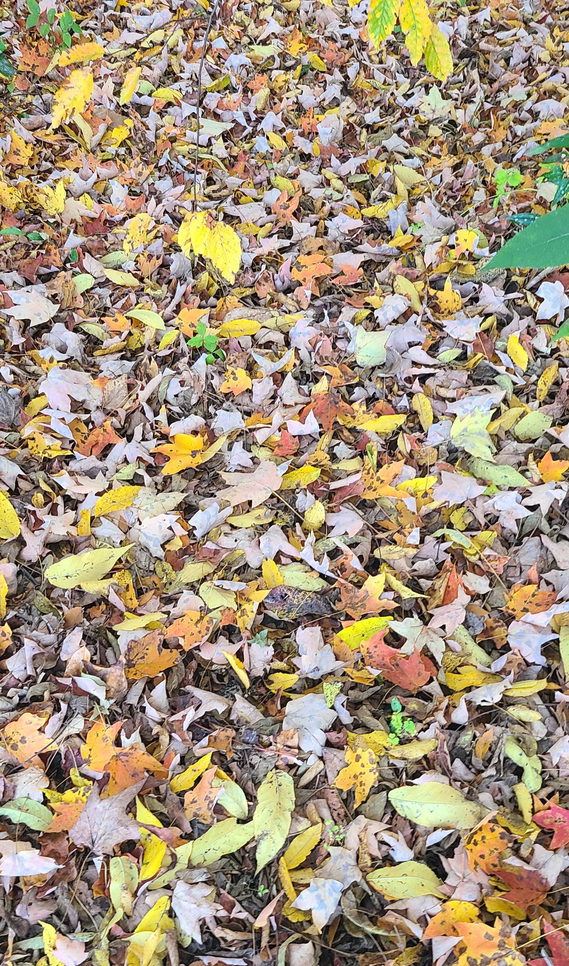 Camper-submitted photo at Kings Holly Haven RV Park near Gatlinburg, TN