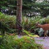 Review photo of Alder Lake Park by Chandra J., August 6, 2016