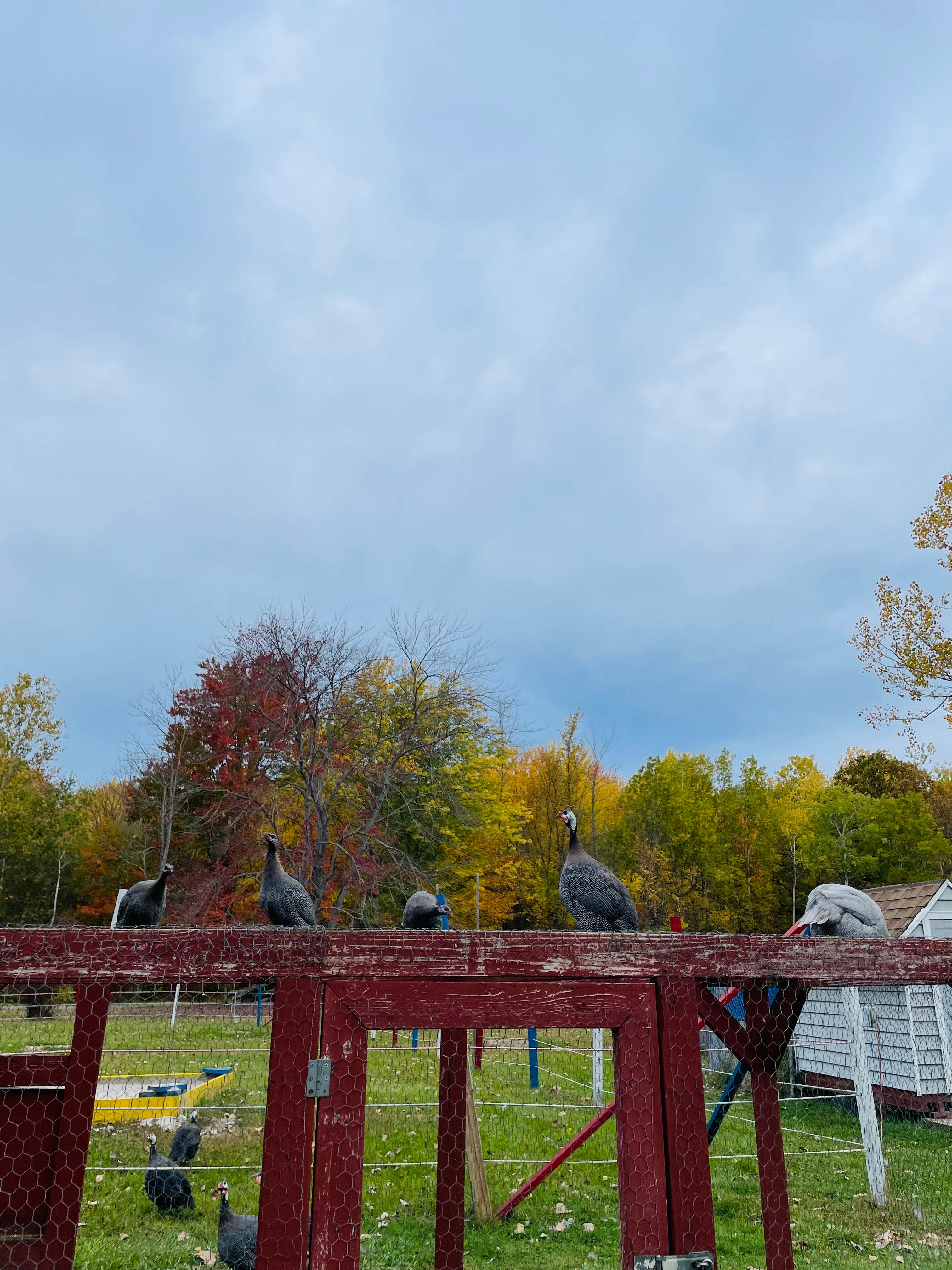 Camper-submitted photo at Niagara Hartland RV Resort near North Java, NY