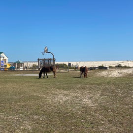 Nature Center and playground, with wild horses. Ocean is just over the dune in background.