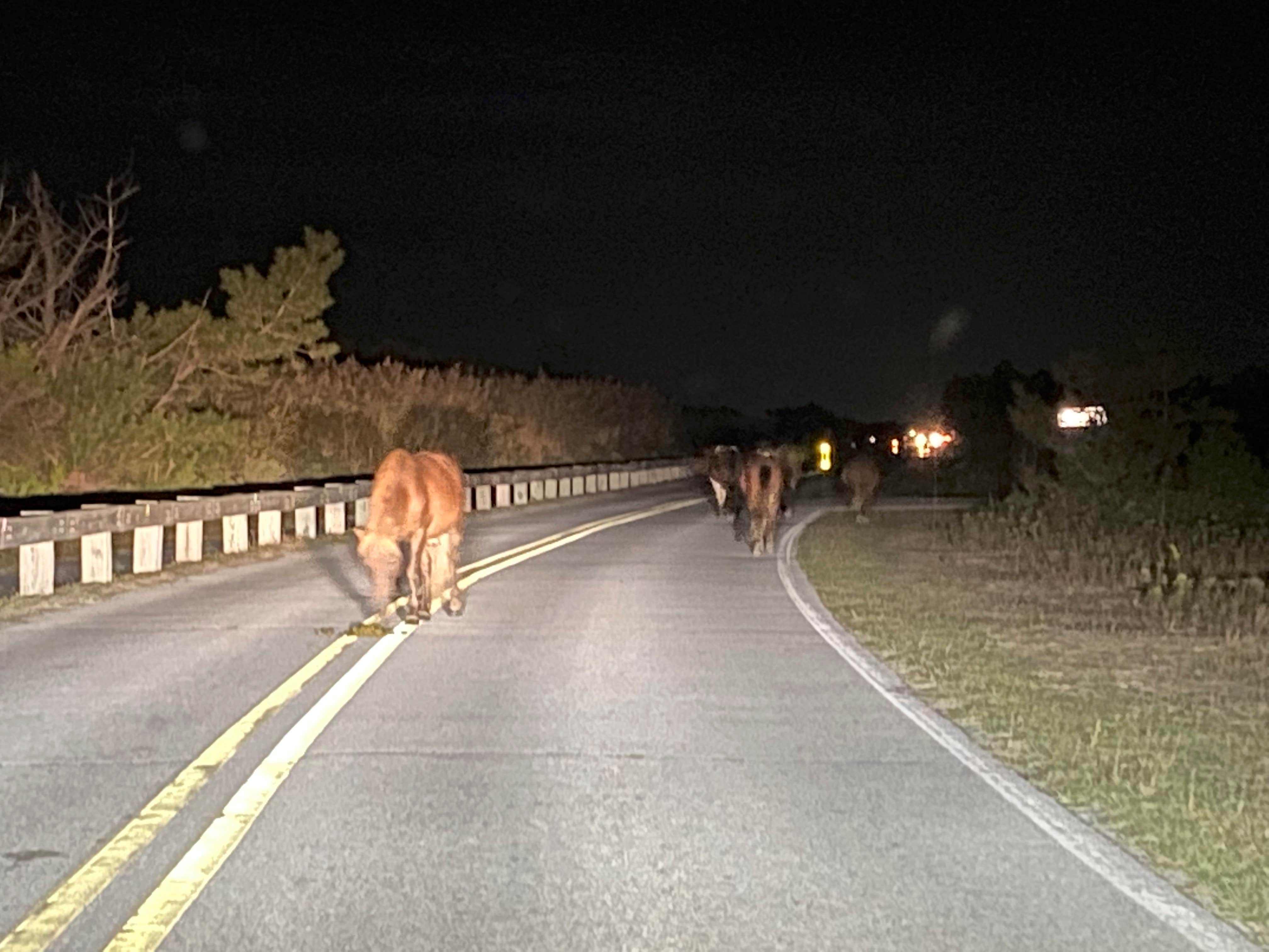 Matt's photo of camping with pets at Assateague State Park Campground in Maryland