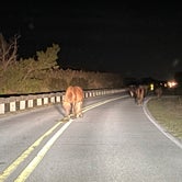 Wild horses on sole road through park (~1 hr after sunset) -- be careful and drive slowly!