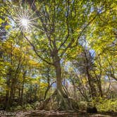 Review photo of Hickory Ridge Campground — Grayson Highlands State Park by Frances , October 14, 2022