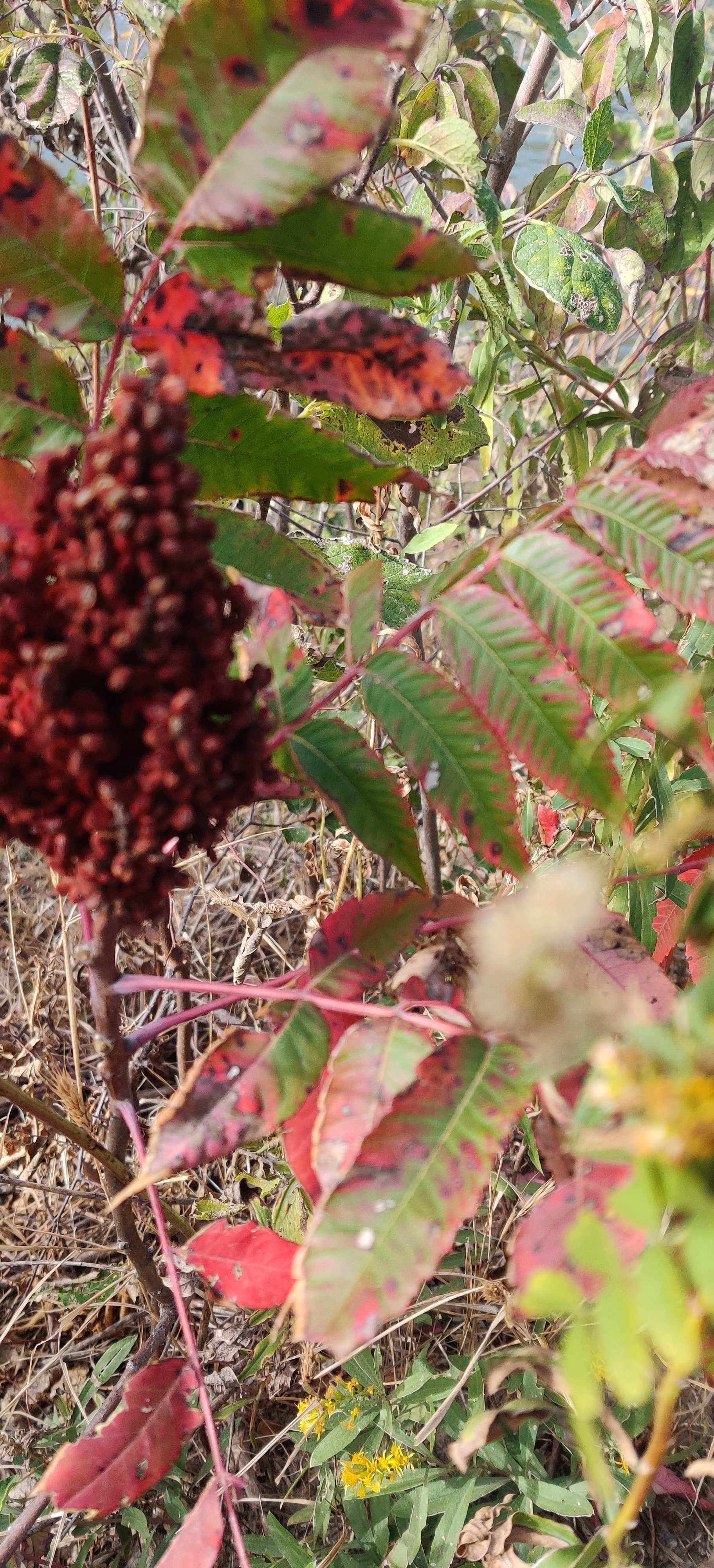 Camper-submitted photo at McPherson State Fishing Lake near McPherson, KS