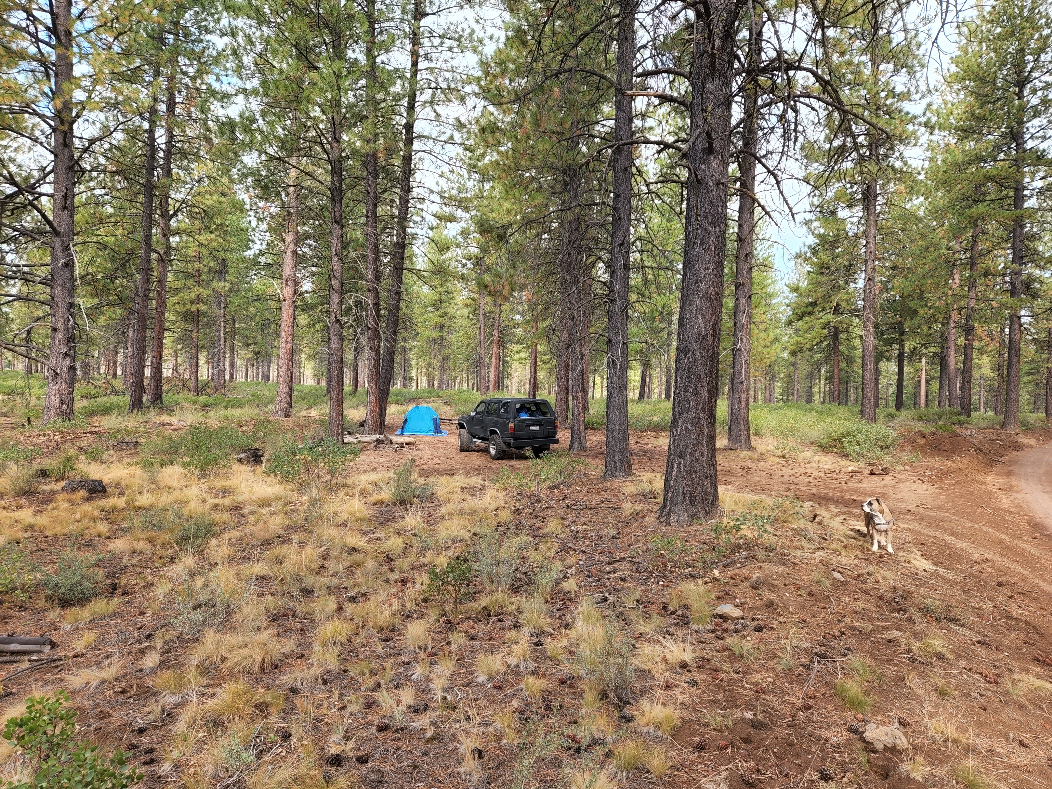 Camper submitted image from NF 4610 Roadside Dispersed Camping - 1