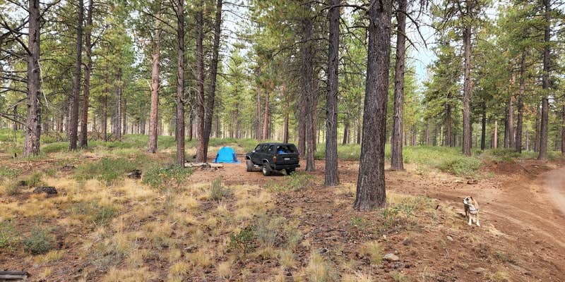 Camper submitted image from NF 4610 Roadside Dispersed Camping