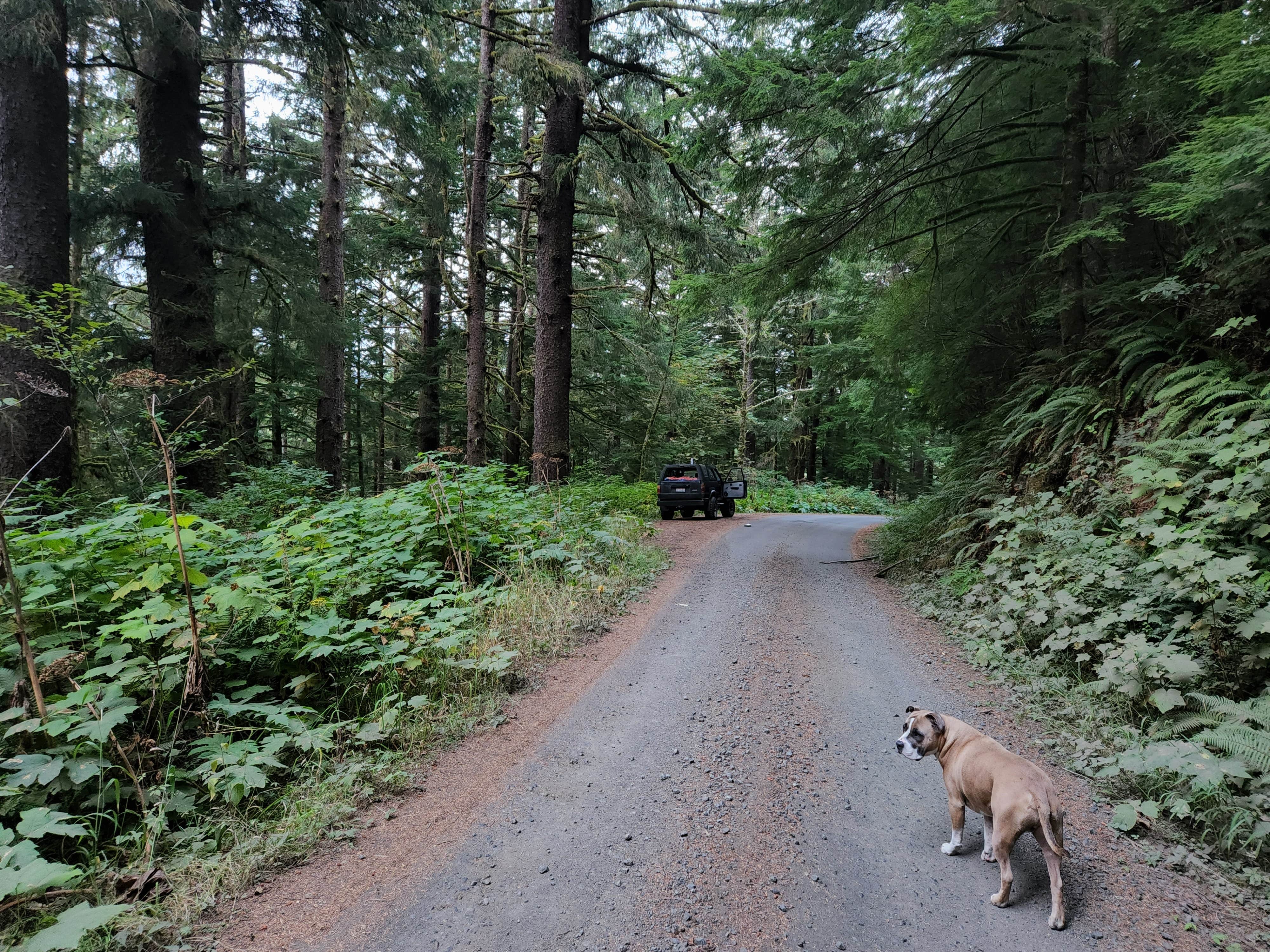 Camper-submitted photo at Suislaw National Forest Dispersed Camping near Newport, OR
