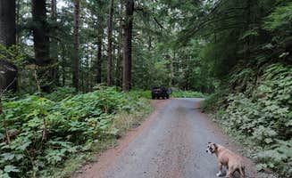 Paul B.'s photo of camping with pets at Suislaw National Forest Dispersed Camping near Toledo, OR