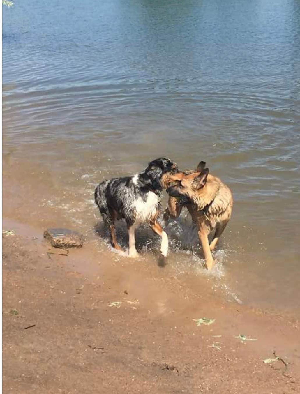 Cassandra R.'s photo of camping with pets at Chatfield State Park Campground near Parker, CO