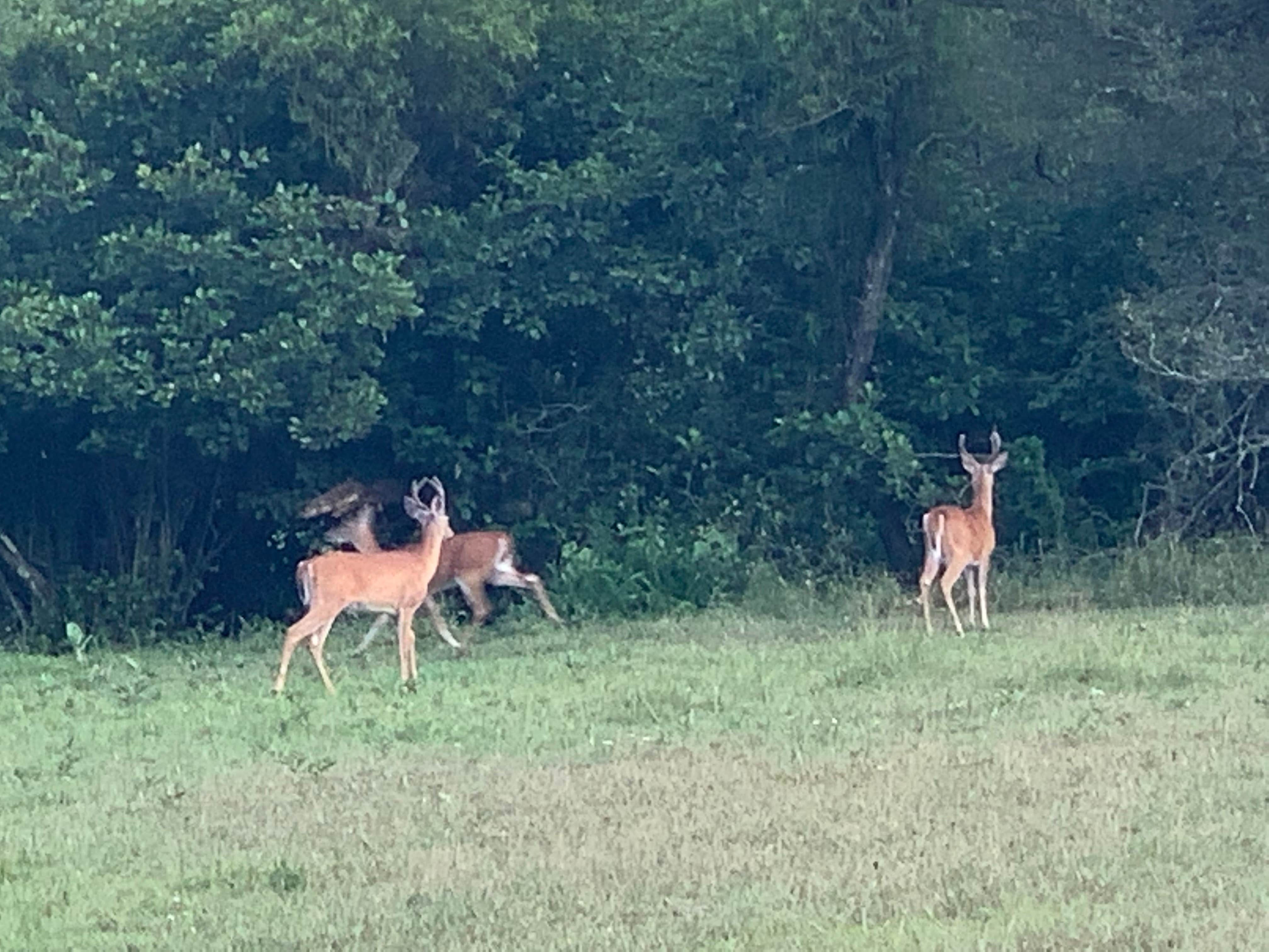 Camper-submitted photo at HylcharmFarm near Flintstone, MD