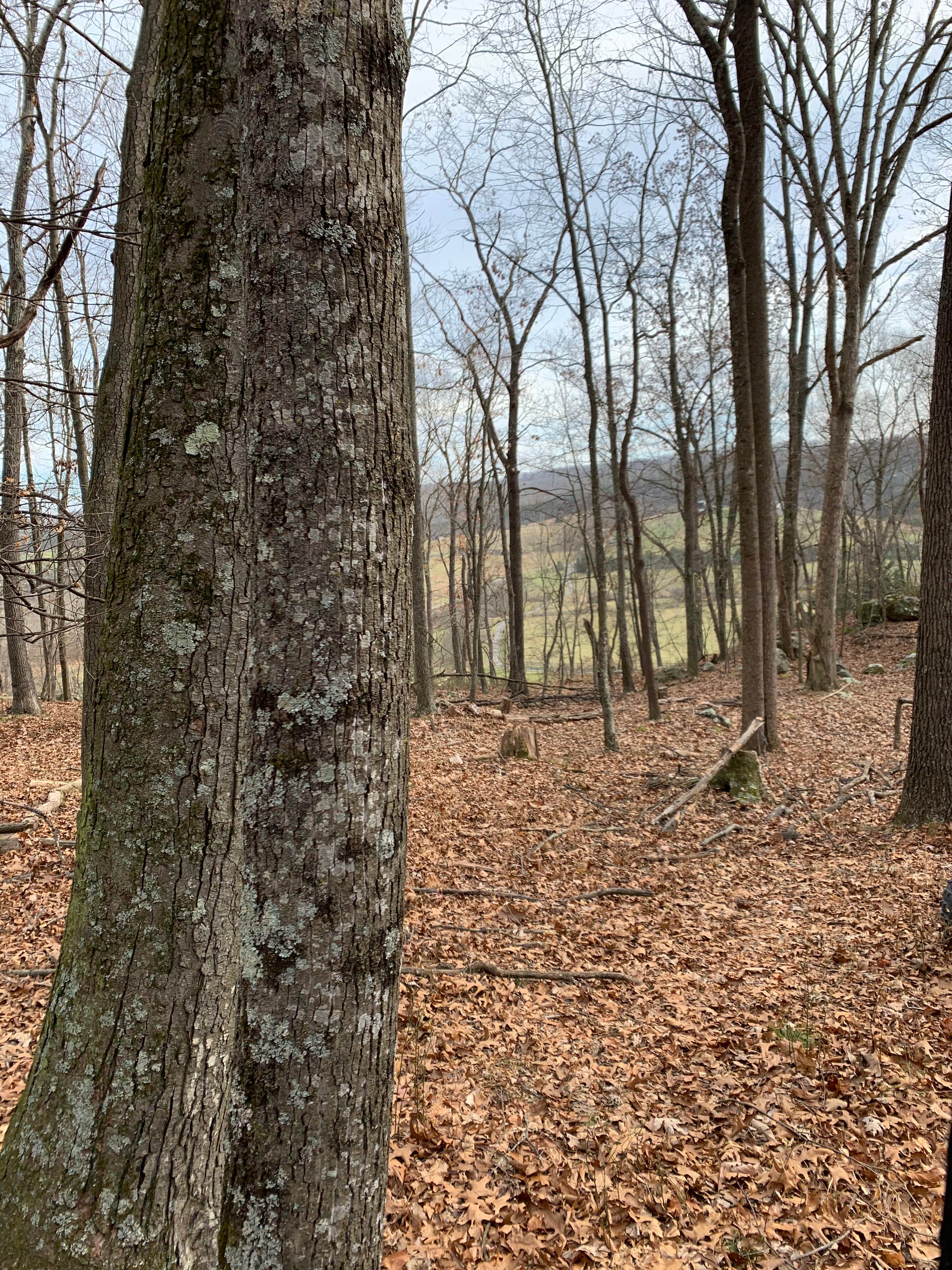 Camper-submitted photo at HylcharmFarm near Flintstone, MD