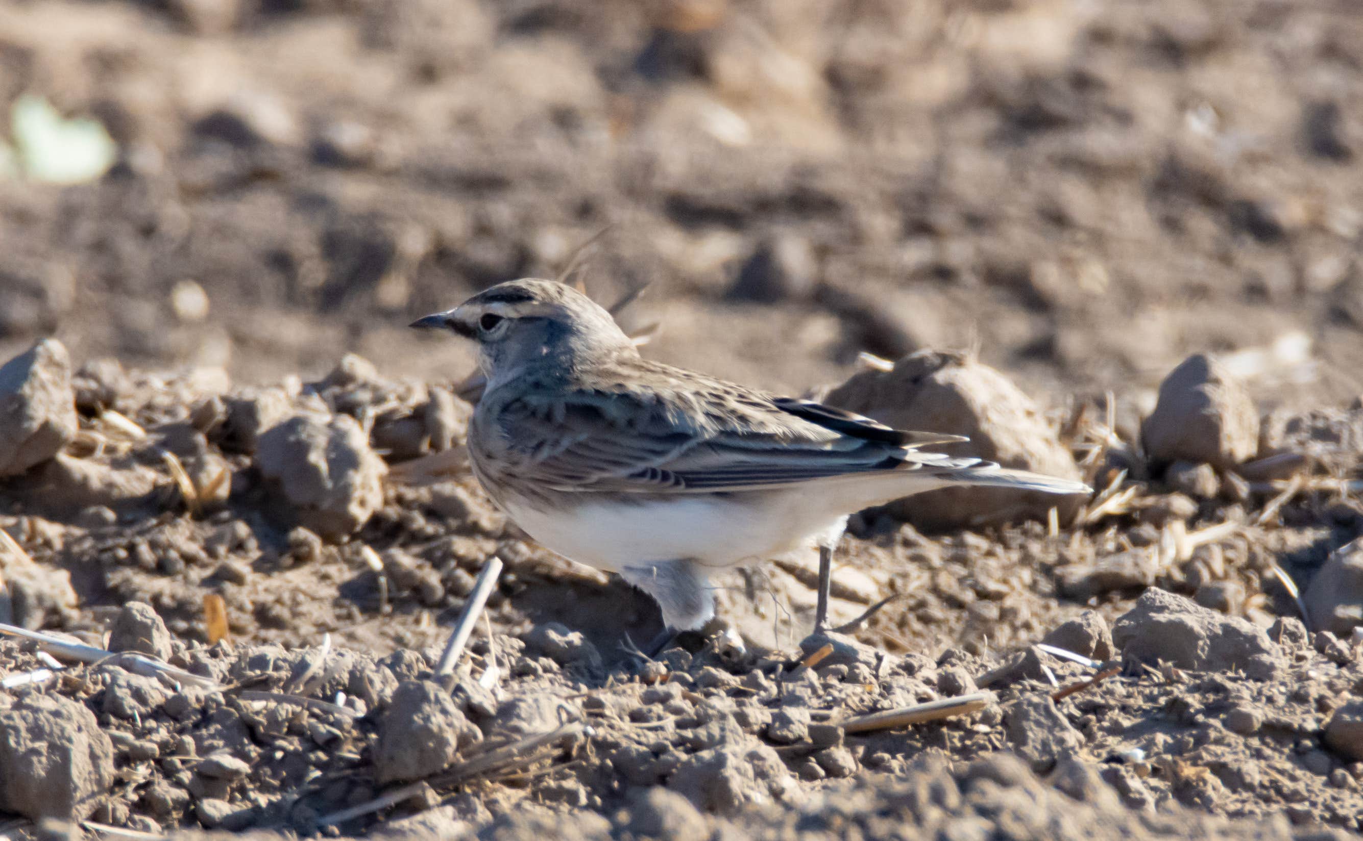 Camper-submitted photo at Coulee City Community Park near Hartline, WA