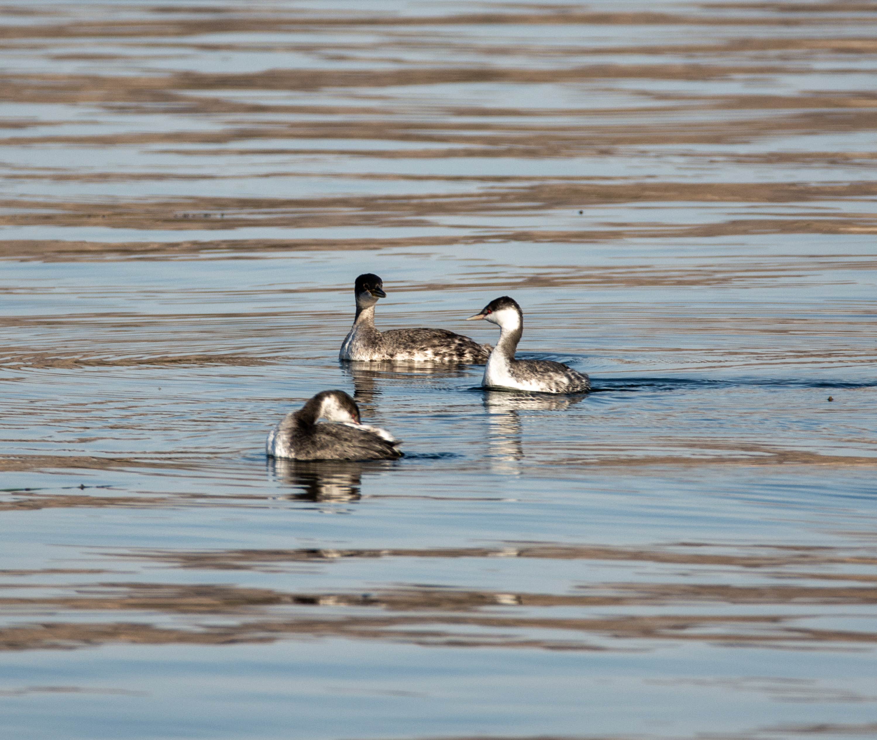 Camper submitted image from Coulee City Community Park - 4