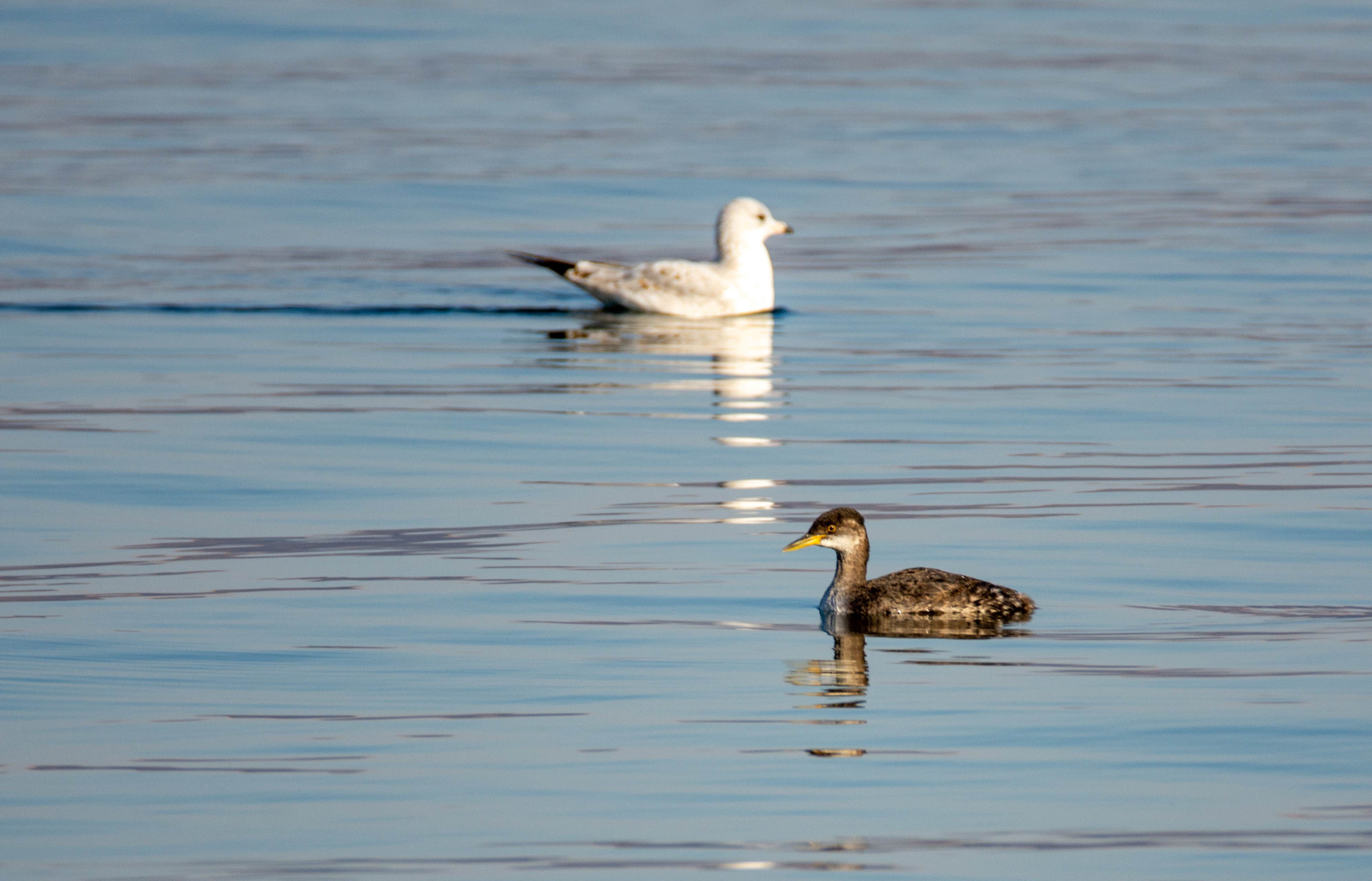 Camper-submitted photo at Coulee City Community Park near Hartline, WA