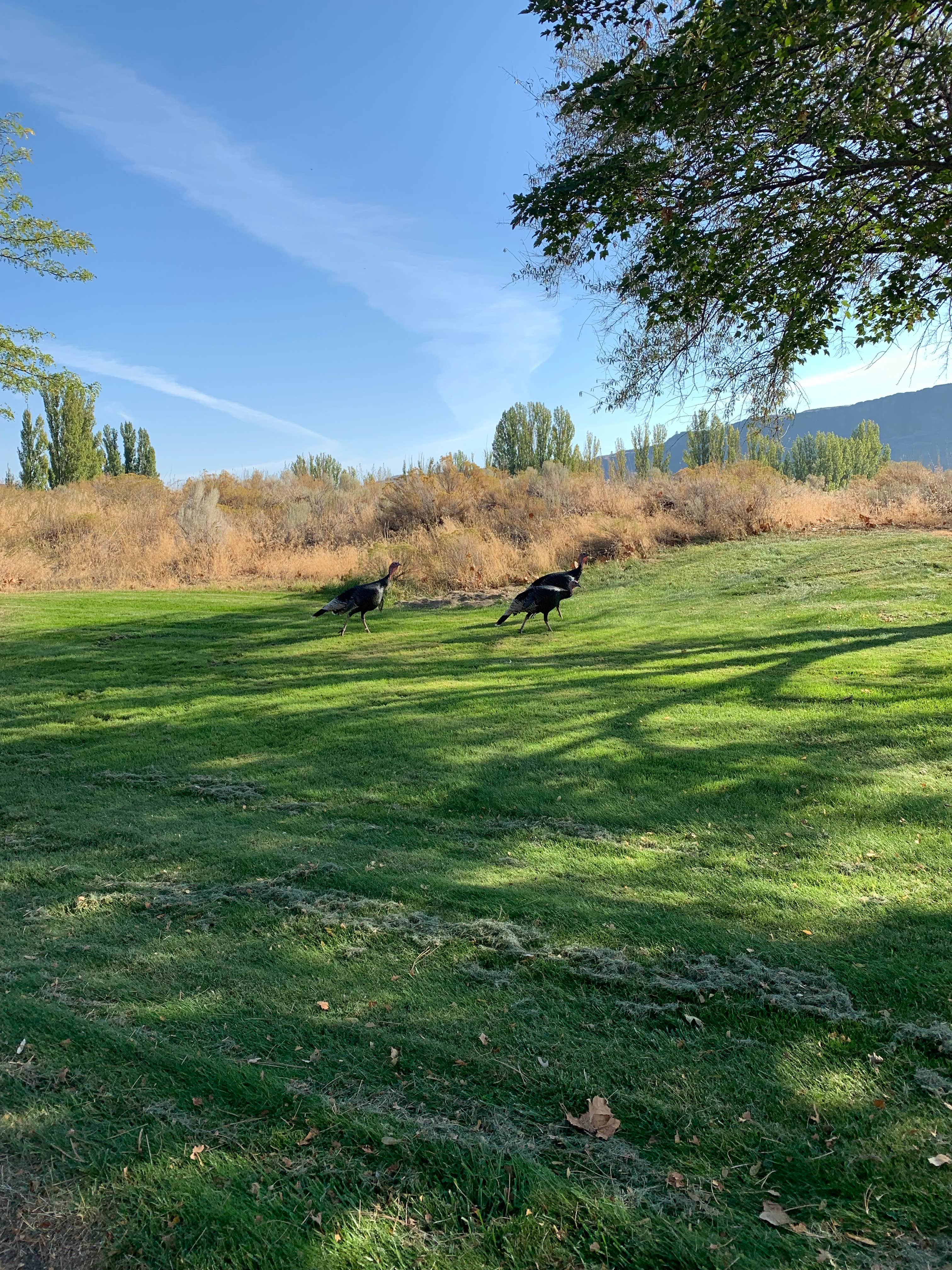 Camper-submitted photo at Coulee City Community Park near Hartline, WA