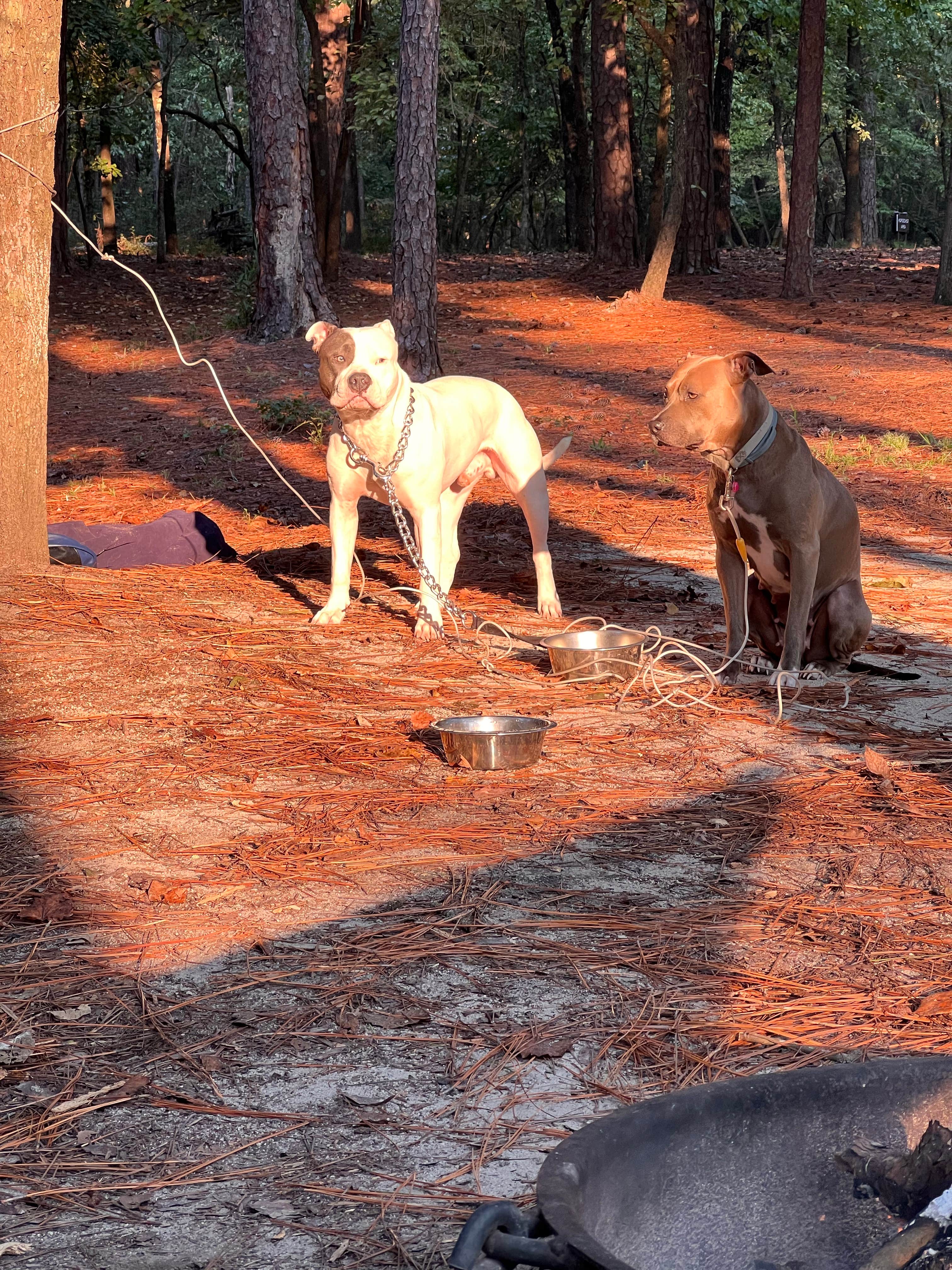 Camper-submitted photo at Cedar Pond Campground near Evans, GA