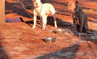 HeZ 🧜.'s photo of camping with pets at Cedar Pond Campground near Aiken, SC
