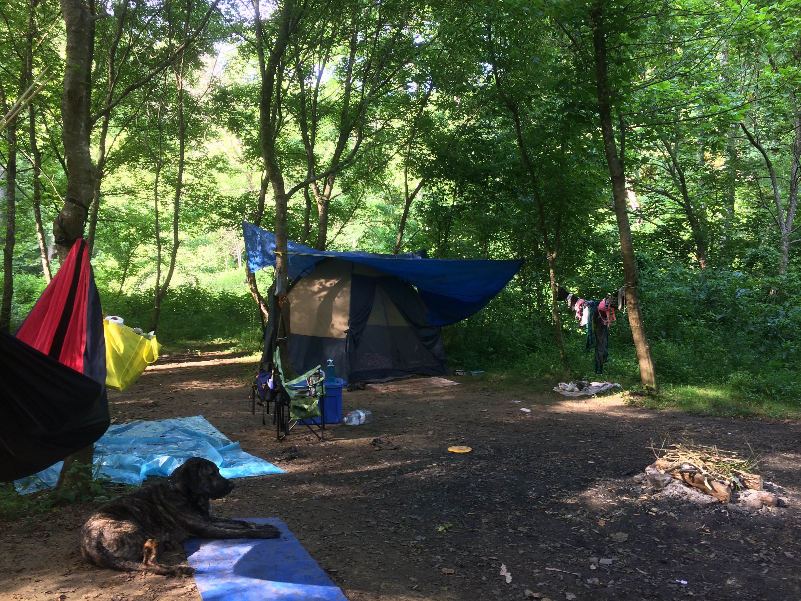 Amy B.'s photo of camping with pets at Red River Gorge Campground near Clearfield, KY