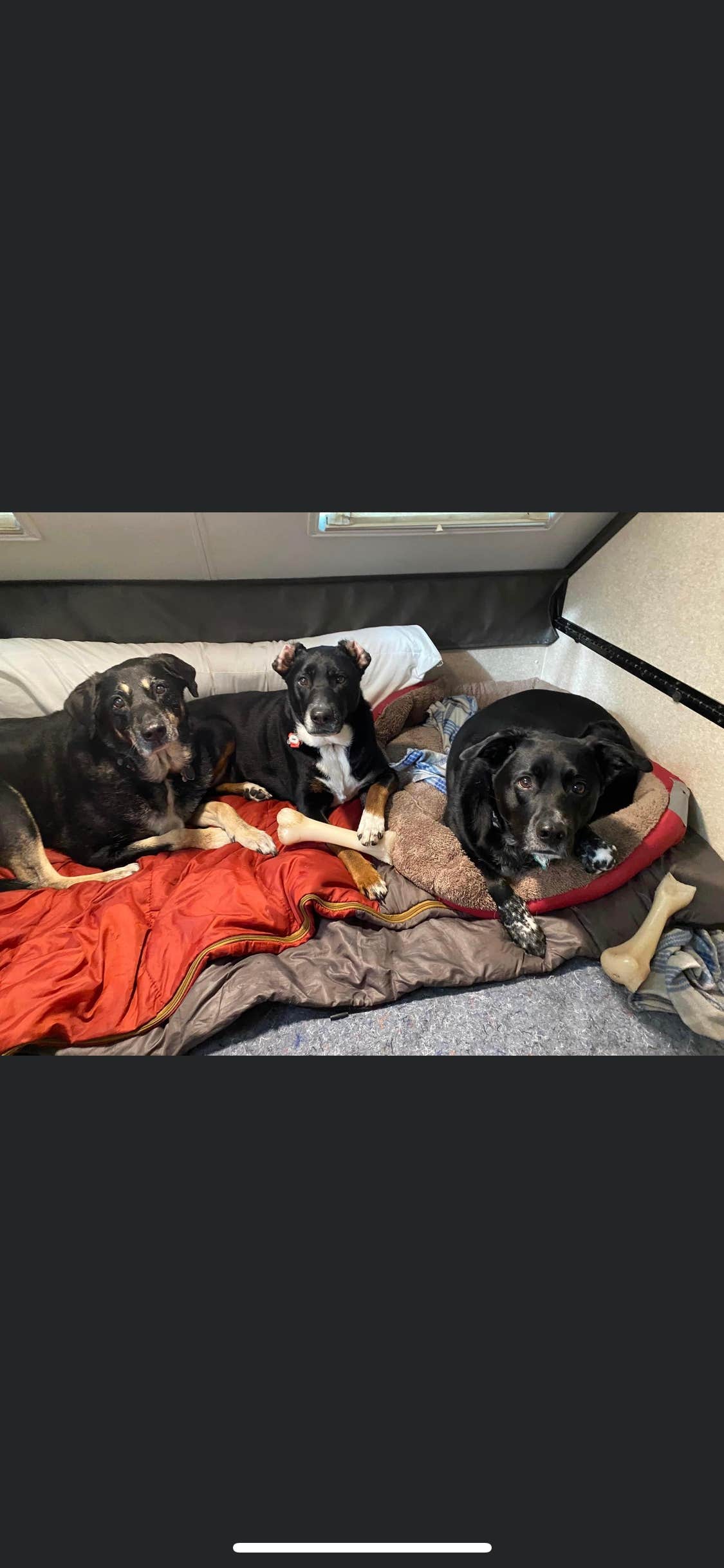 Shannon G.'s photo of camping with pets at Mohican State Park Campground near New London, OH