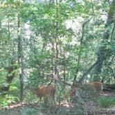 Review photo of Greenbelt Park Campground — Greenbelt Park by Sarah H., September 7, 2018