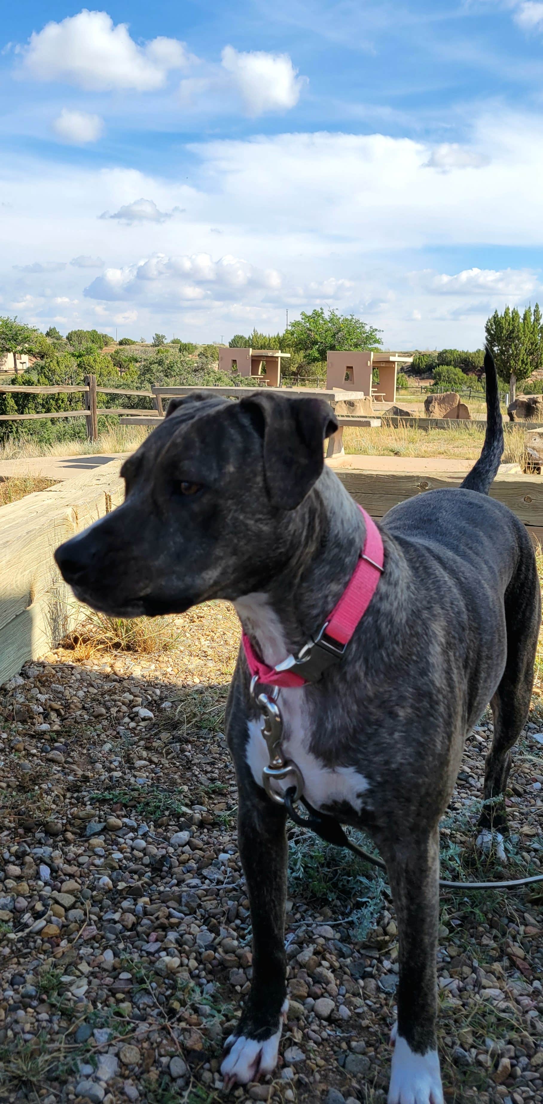 Nikki P.'s photo of camping with pets at Cove Campground — Conchas Lake State Park near Tucumcari, NM