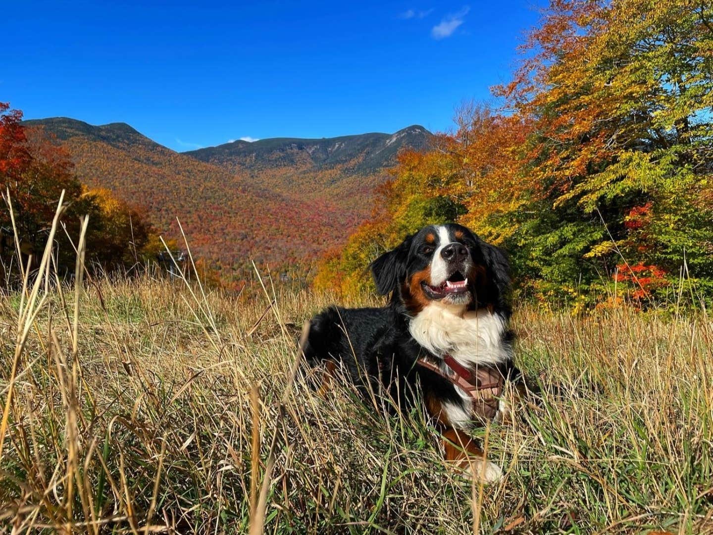 Matt R.'s photo of camping with pets at Branch Brook Campground near Dorchester, NH