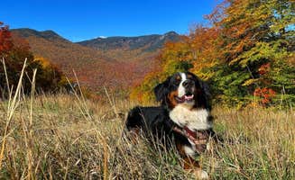 Matt R.'s photo of camping with pets at Branch Brook Campground near Plymouth, NH