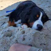 Review photo of Sandy Neck Beach Park Primitive Campsites by Matt R., October 17, 2022