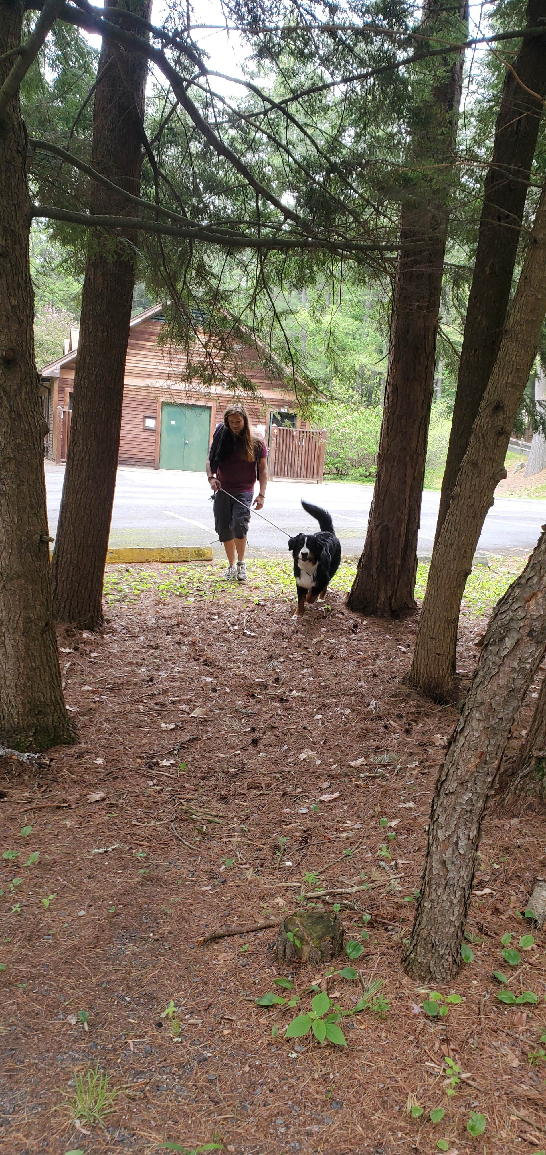 Matt R.'s photo of camping with pets at Otter River State Forest near Edward MacDowell Lake