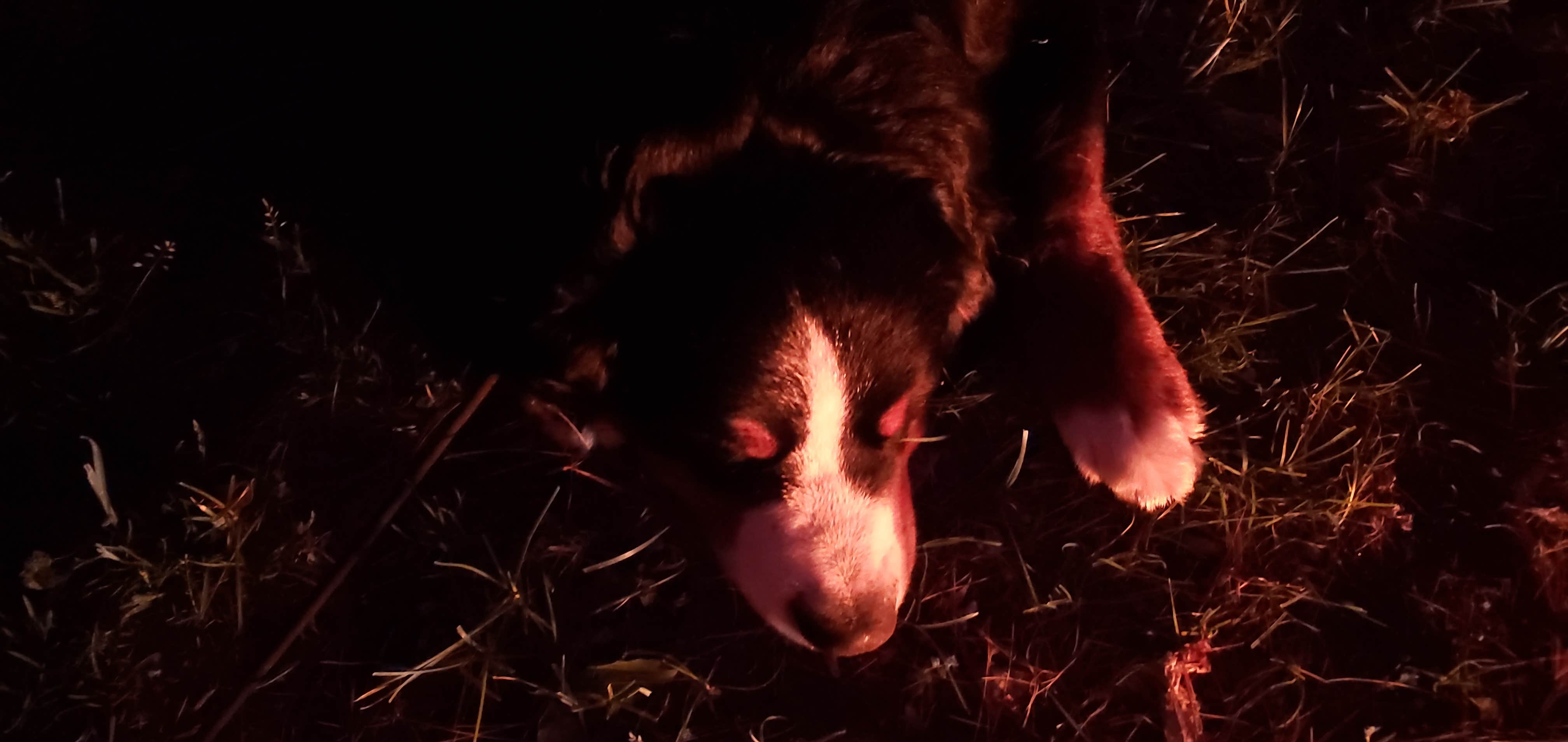 Matt R.'s photo of camping with pets at Otter River State Forest near Gilbertville, MA