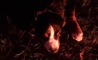 Matt R.'s photo of camping with pets at Otter River State Forest near Boxboro, MA