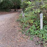 Review photo of Henry Cowell Redwoods State Park Campground by Alma L., October 17, 2022