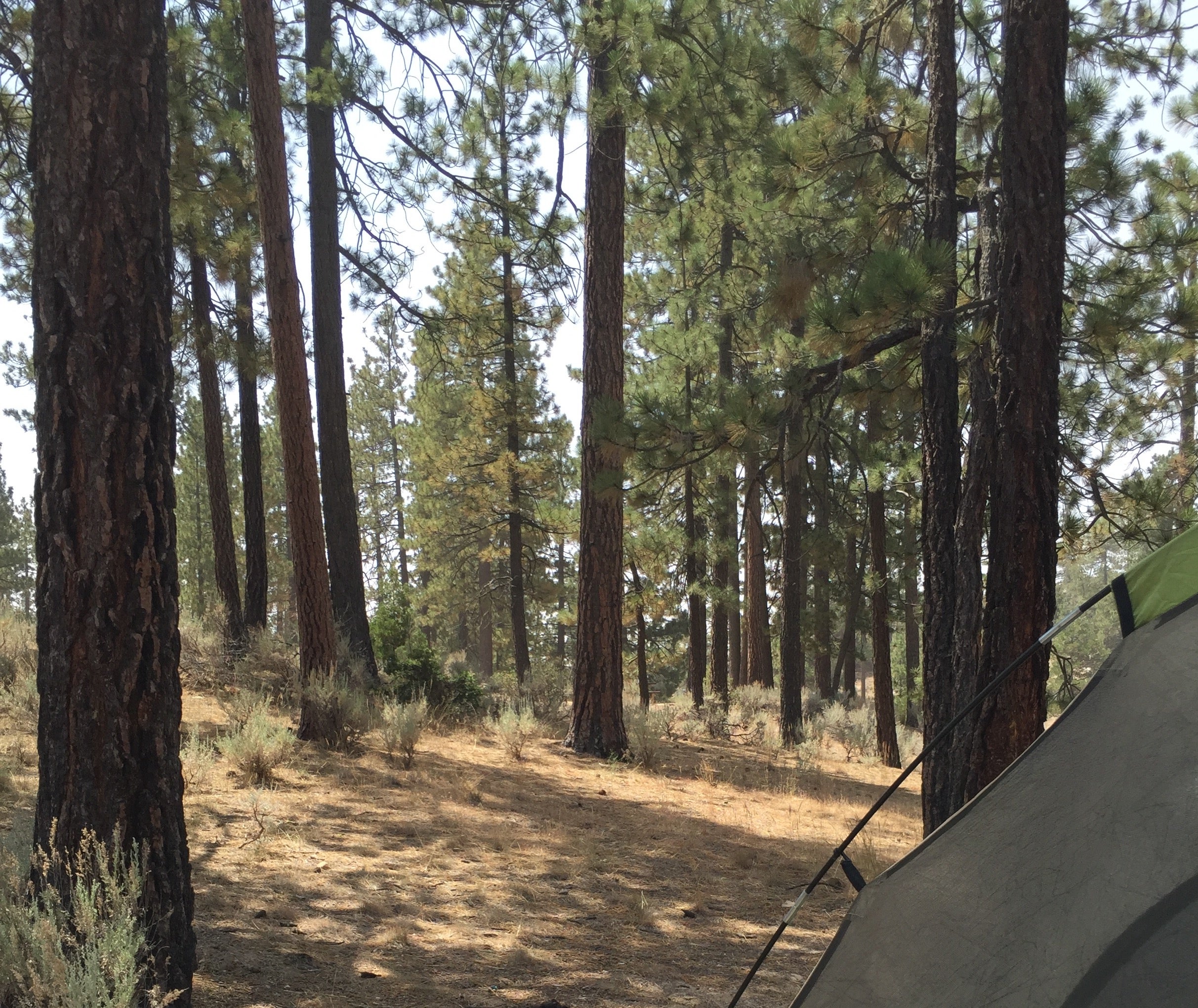 Camper submitted image from Horse Flats Campground - 2