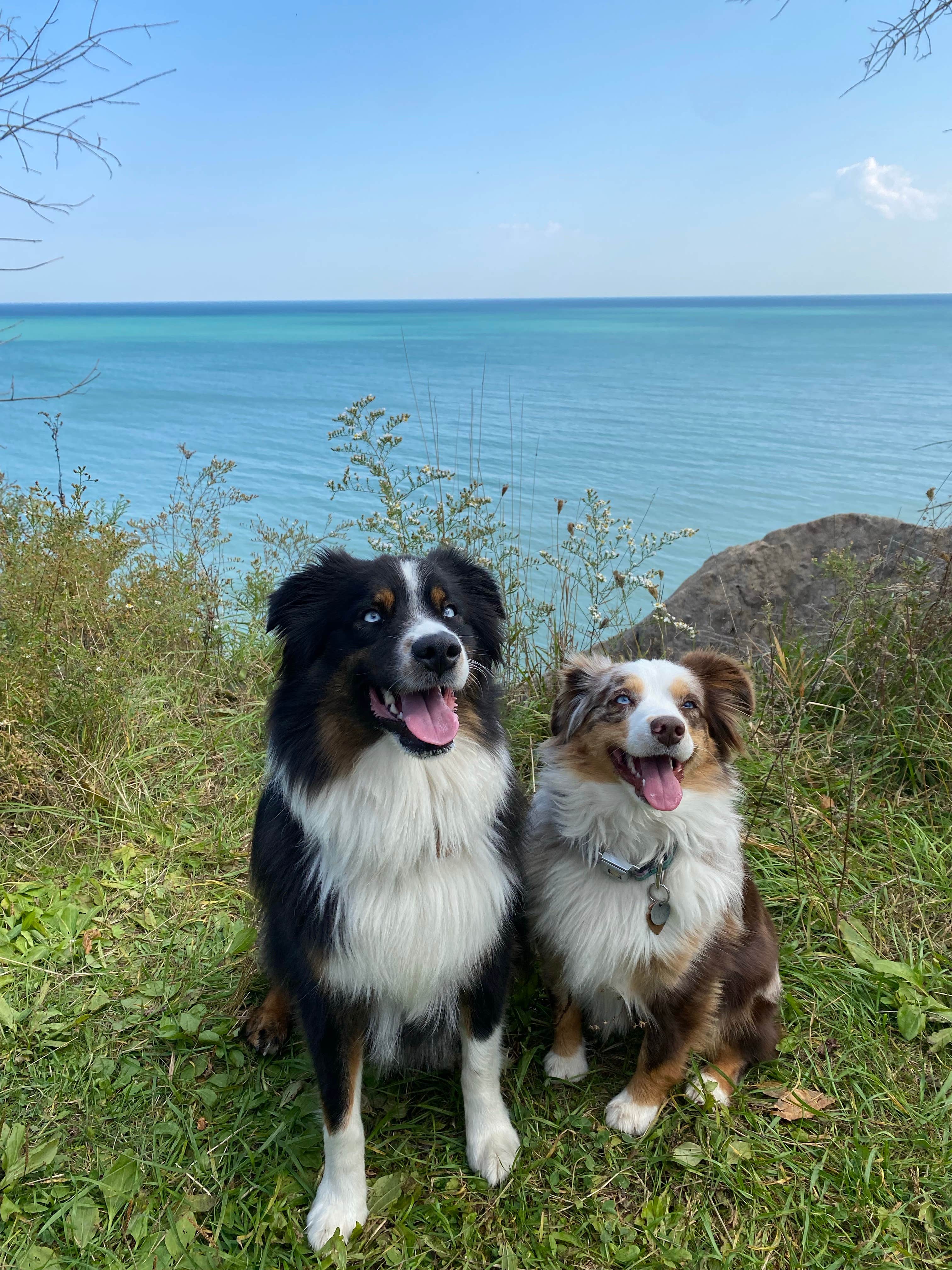 Whistle P.'s photo of camping with pets at Cliffside Park Campground near Wauwatosa, WI