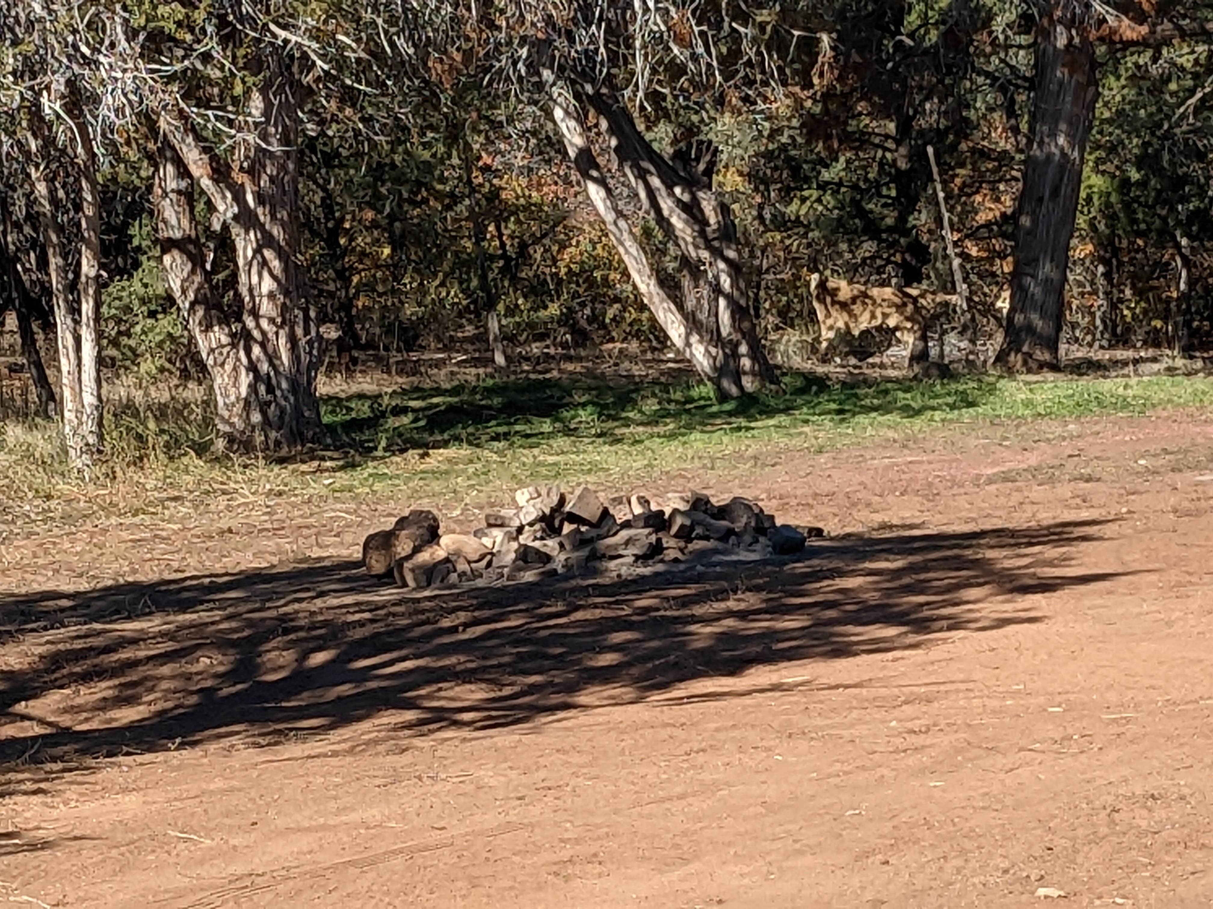 Camper-submitted photo at Poverty Flat BLM Road #70 Dispersed Camping Area near Orderville, UT
