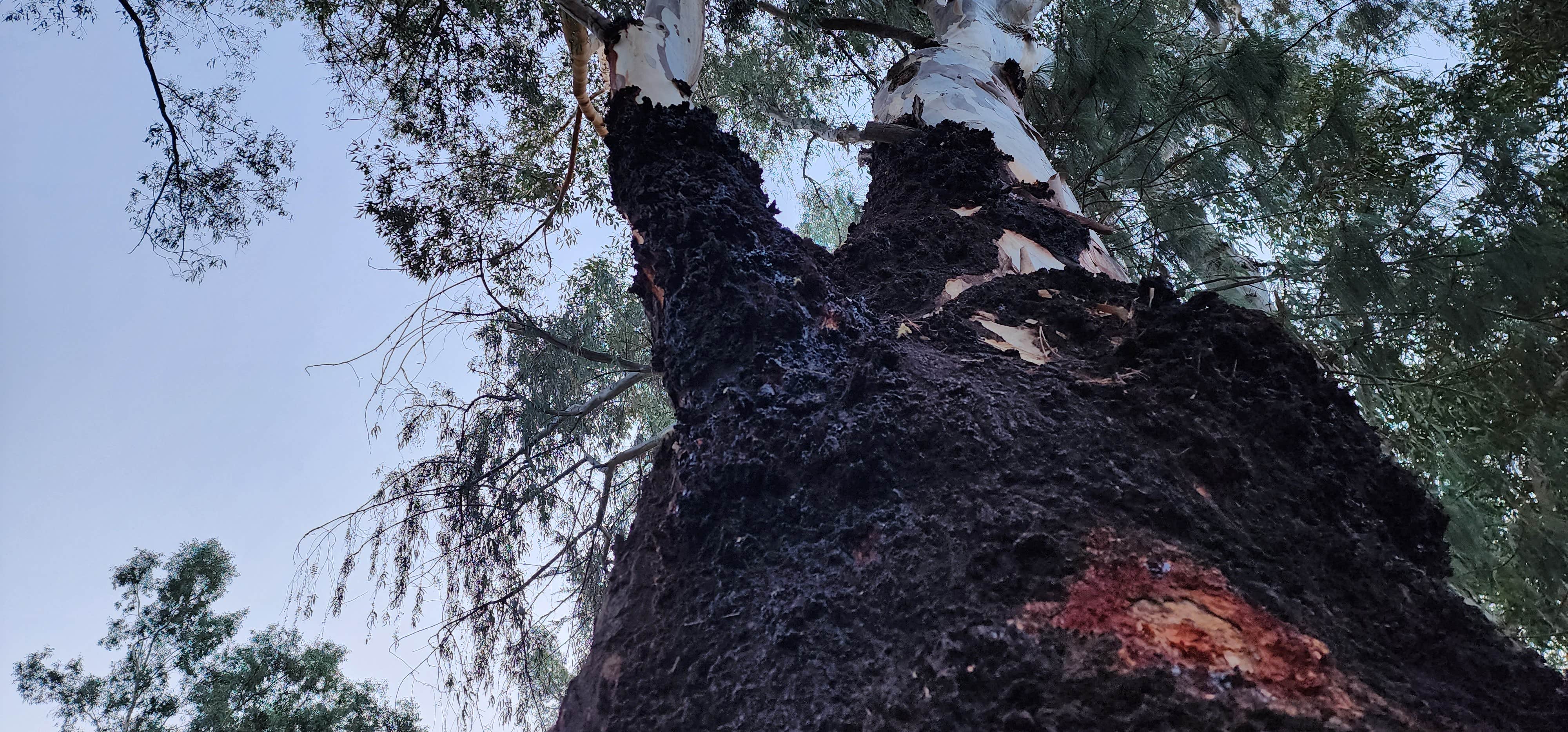 Camper-submitted photo at Gould Mesa Trail Campground near Alhambra, CA