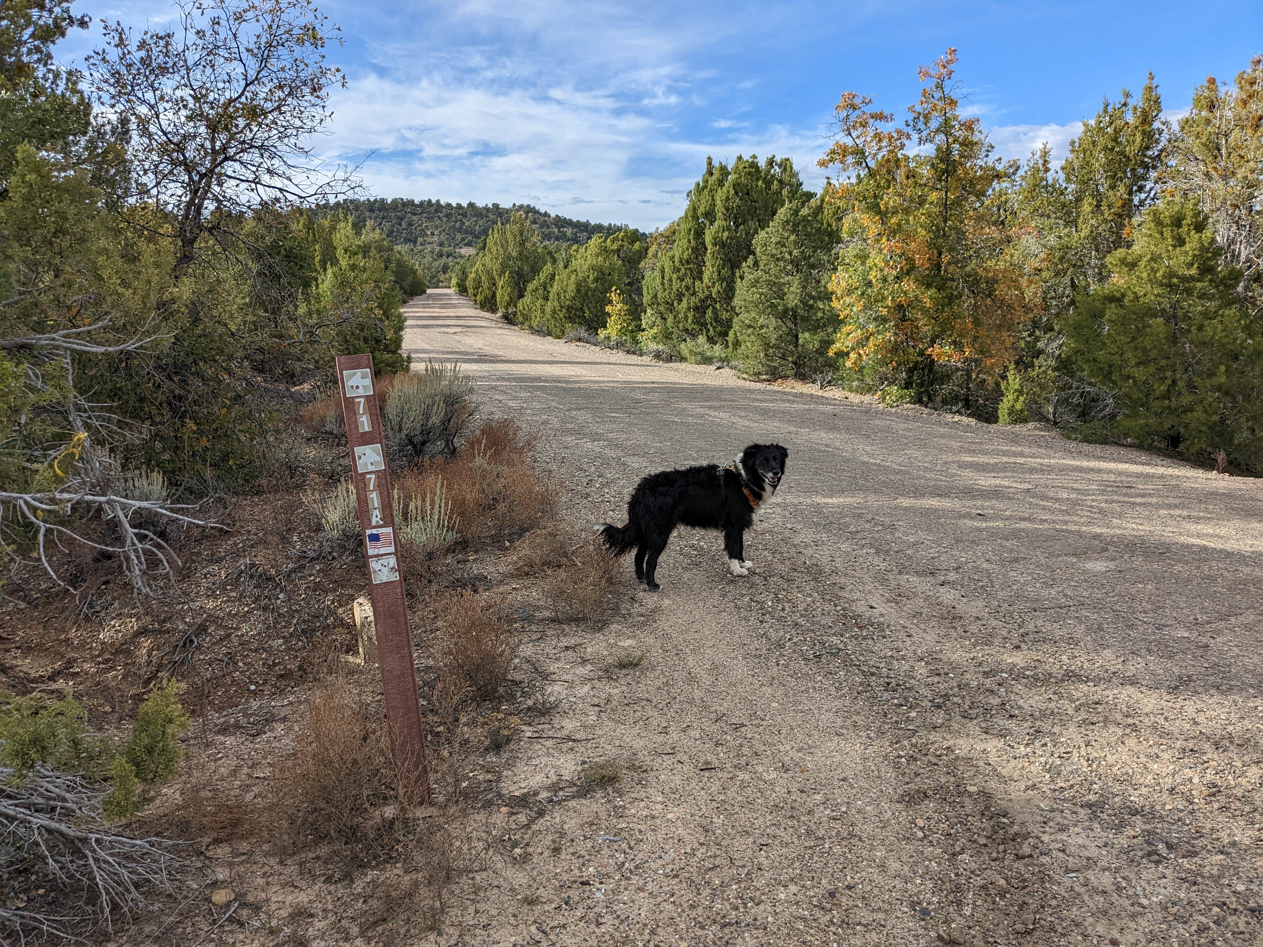 Greg L.'s photo of camping with pets at BLM Road #71 Gravel Pit Dispersed - BLM near Kanab, UT